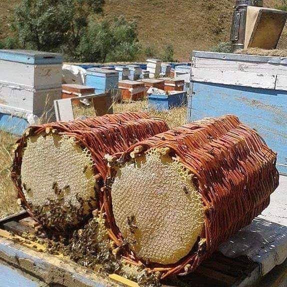 Sepet Kovan Balı